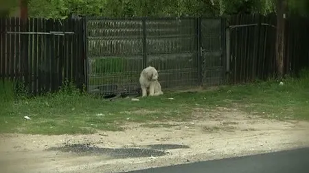 Hachiko de Dolj, câinele care de cinci ani de îşi aşteaptă stăpânul mort