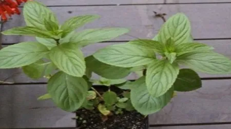Vrei să scapi pentru totdeauna de păianjenii şi insectele din casă? Cumpără-ţi planta asta!