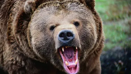 Tragedie pe munte. Un biciclist a fost omorât de un urs grizzly