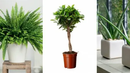 Adio aer condiţionat. Plante care îţi ţin casa răcoroasă