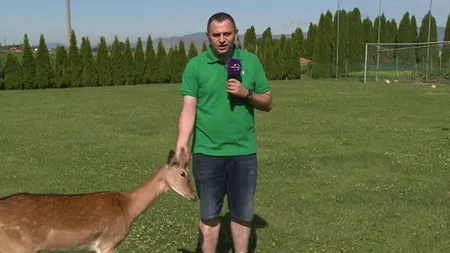 Reporter din România împuns de o căprioară, în timpul unei transmisii în direct. Imagini senzaţionale VIDEO