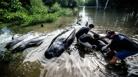 32 de balene au eşuat pe o plajă din Java. Opt şi-au pierdut viaţa