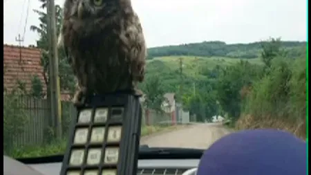 IMAGINILE ZILEI. Un pui de bufniţă, mascota poliţiei VIDEO
