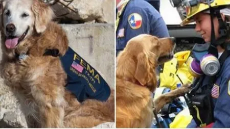 Atentate 11 septembrie. Ultimul câine salvator a fost eutanasiat la vârsta de 16 ani IMAGINI EMOŢIONANTE