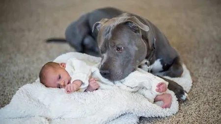 Ce a făcut un pitbull pentru o fetiţă l-a marcat pe viaţă pe tatăl ei