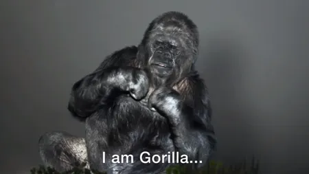 KOKO, singura gorilă din lume care poate comunica cu omul, mesaj extraordinar pentru OMENIRE VIDEO