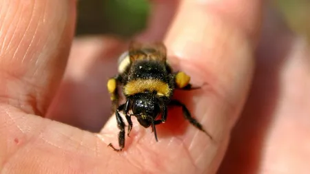 Remedii verzi contra înţepăturilor de insecte