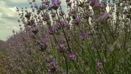 Ultima modă în afacerile din agricultură: Culturile de lavandă VIDEO