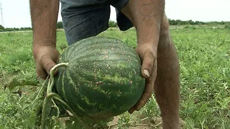 Pepenii de Dăbuleni, ciuruiţi de grindină. Ce spun agricultorii despre lubeniţele din piaţă VIDEO