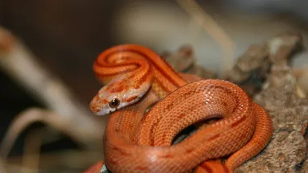 Şarpe pe ţeava de eşapament. Momente de groază trăite de un şofer din Gorj VIDEO