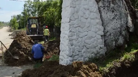 Scandal într-o comună din Gorj. Arbori vechi de 800 de ani, distruşi de muncitori