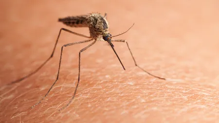 Remedii naturale împotriva pişcăturilor de ţânţari