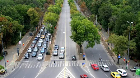 Peste 70 de arbori în pericol de prăbuşire de pe Kiseleff vor fi defrişaţi, a anunţat Primăria Sectorului 1