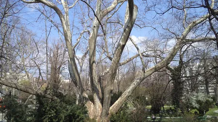 Peste 100 de arbori din Parcul Cişmigiu şi de pe Bulevardul Kiseleff vor fi defrişaţi