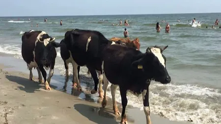 Văcuţele, sesiune de plajă pe litoral. Imagini de excepţie de la Sfântu Gheorghe VIDEO