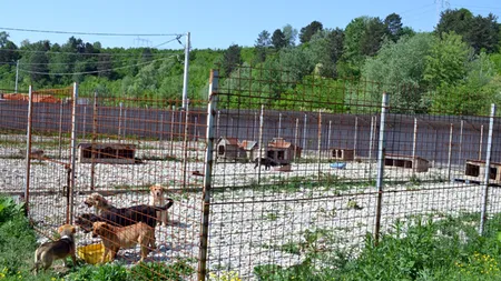 Adăpostul de câini de la Câmpina a fost închis în urma descoperirii a peste 25 de cadavre în stare de putrefacție