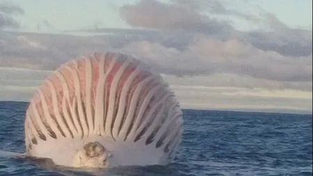 A văzut o sferă gigantică în mijlocul mării. A ajuns lângă ea şi a încremenit. Ce a descoperit bărbatul FOTO