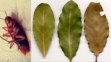 Pune câteva frunze din această plantă în toate colţurile casei şi nu vei mai vedea niciodată gândaci