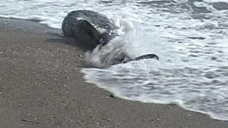 Record de delfini morţi pe plajele din Bulgaria. Peste o sută au fost aduşi de apă la mal