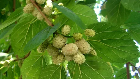 Această plantă tratează numeroase boli grave, însă puţini oameni ştiu despre asta