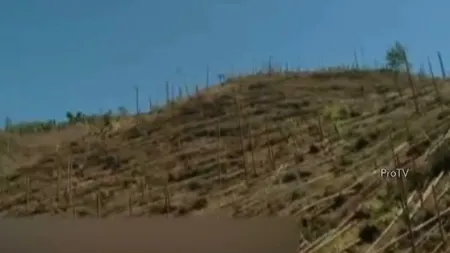 O furtună puternică a făcut prăpăd în Suceava. O pădure de brazi a fost pusă la pământ VIDEO