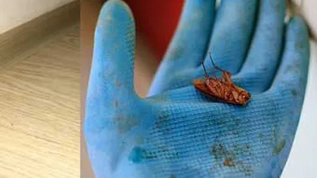 Scapă de gândacii de bucătărie cu ajutorul unui ingredient pe care îl ai în casă. Metoda 100% eficientă