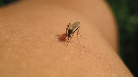 Cum să te protejezi împotriva insectelor