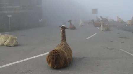 Surpriză în Turul Franţei. Mai multe lame îi aşteaptă pe ciclişti pe Col du Tourmalet FOTO