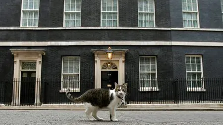 Motanul Larry, singurul locatar care nu a părăsit reşedinţa premierilor britanici din Downing Street GALERIE FOTO
