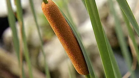 3 plante pe care amerindienii le folosesc pentru a vindeca toate bolile, de la dureri musculare la cancer!