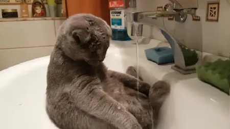 O pisicuţă se bucură de avantajul duşului, într-o zi caniculară VIDEO