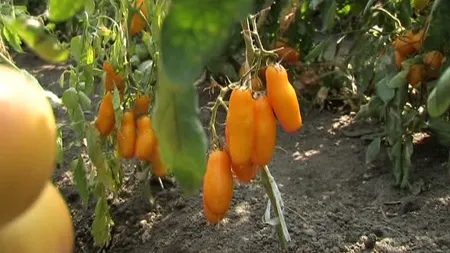 Legume miraculoase cultivate la Buzău: Roşiile banană şi castravetele exploziv VIDEO