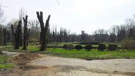 Primăria Capitalei, după sesizările bucureştenilor: S-au tăiat arbori plantaţi acum 10 ani pentru că erau uscaţi