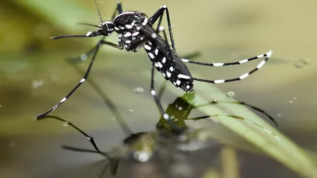 ŞTIREA TA: Ţânţarul TIGRU, care transmite virusul ZIKA, a ajuns la Bucureşti