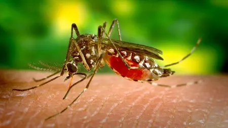 VIRUSUL ZIKA. O posibilă epidemie a fost detectată în statul Florida