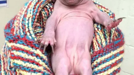 Fiinţă neobişnuită, descoperită la o margine de drum. Oamenii s-au îngrozit când au văzut creatura FOTO