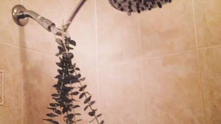 Ce se întâmplă dacă pui eucalipt în cabina de duş