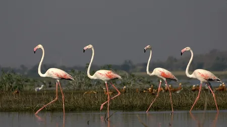 Apariţie rară în România. Păsări Flamingo au fost văzute în Deltă