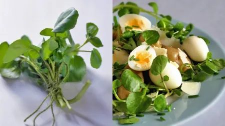 Planta asta banală TE APĂRĂ DE CANCER. Cum să o consumi ca să aibă efect