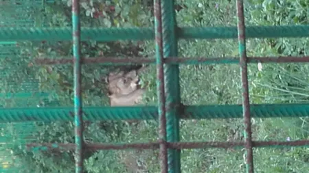 Doi pui de leu au venit pe lume la ZOO din Piteşti GALERIE FOTO