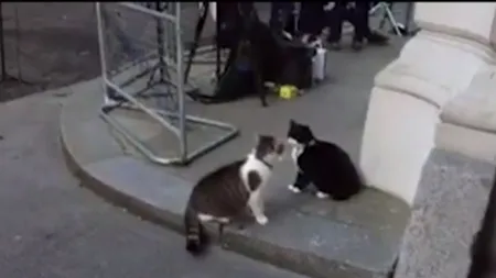 Scandal între felinele din guvernul britanic! Motanul premierului, Larry, în conflict cu motanul de la Externe VIDEO