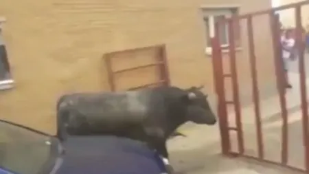 Imagini şocante din Spania. O fetiţă româncă a fost rănită grav de un taur scăpat de sub control