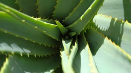 5 plante vindecatoare pe care trebuie să le ai în casă