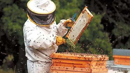 Ajutor pentru apicultorii din România. Suma va acoperi o parte din pierderile de producţie