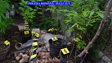Un întreg arsenal de cultivare a cannabisului, descoperit în curtea unui ieşean