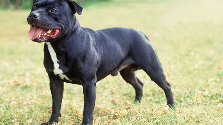 Un bărbat a fost filmat în timp ce abuza sexual un pitbull. Ce a urmat e ÎNFIORĂTOR