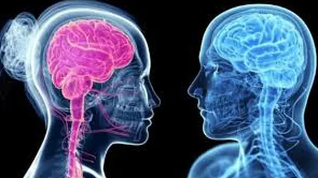 Corpul uman: Diferenţe dintre creierul femeii şi al bărbatului