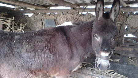 Ai idee cât costă un litru de lapte de măgăriţă? În antichitate cel mai complex antibiotic folosit a fost laptele de măgăriţă