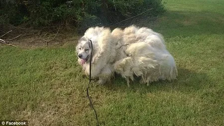 Câine, salvat după ce a stat 7 ani închis într-un hambar. Blana sa cântărea 16 kg VIDEO