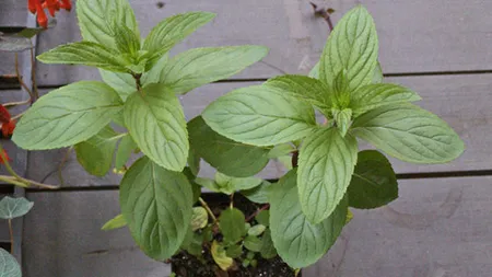Planta asta miraculoasă te scapă de păianjenii şi insectele din casă pentru totdeauna